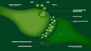 How cannabinoid receptors interact with endocannabinoids to transmit retrograde synaptic messages.